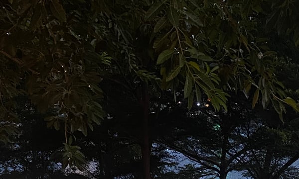 花生碎05: 来去散步