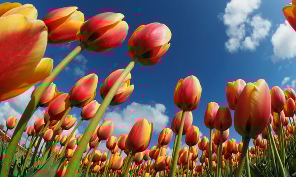 鹿特丹马拉松 · 第9周 · MAF测试