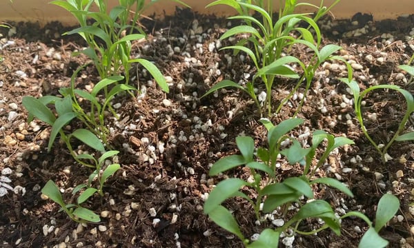 如何对待事务性任务