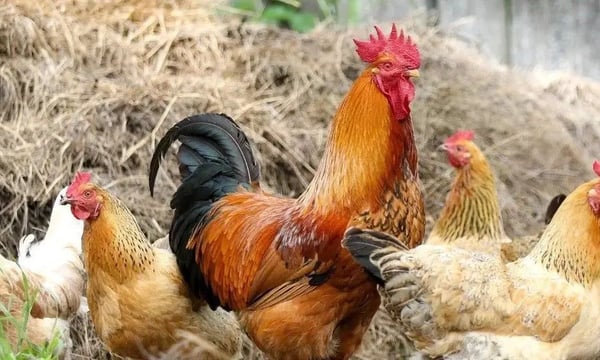 过年前，我熬了这碗鸡汤给你