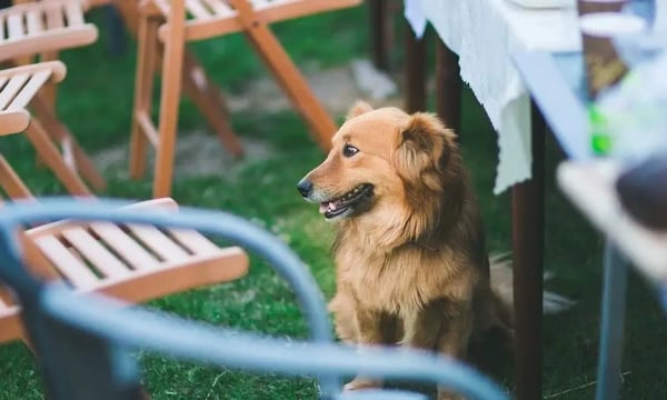 总结几点“上不得台面”的技术领导经验