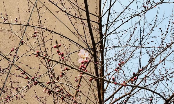 Semi-paranoid #22 近期一些小小总结