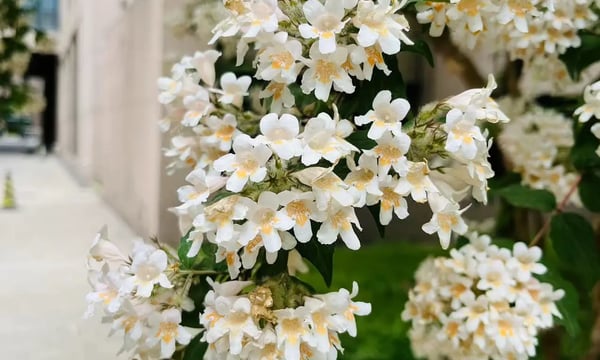 Semi-paranoid #25 Zapier 试用体验