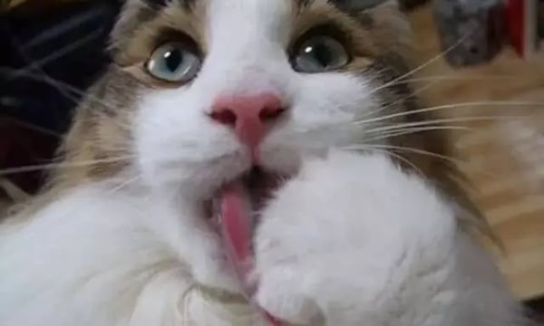 没办法，我就好一口