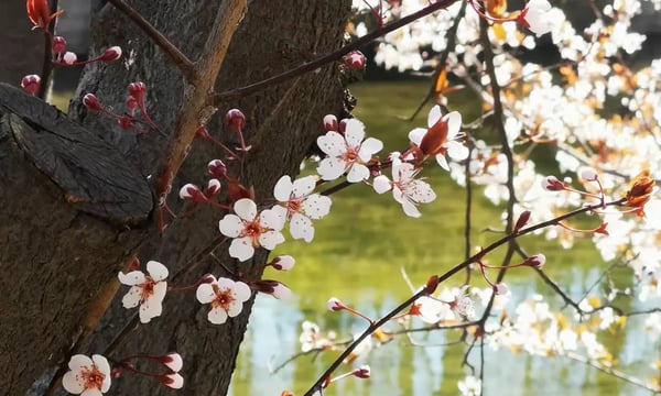 Semi-paranoid #6 闲话