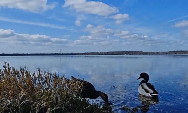 洛阳亲友如相问，德国疫情是这般