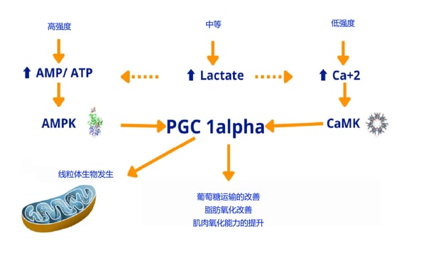 超过 3 小时： 你的功率强度区间为何会偏移？