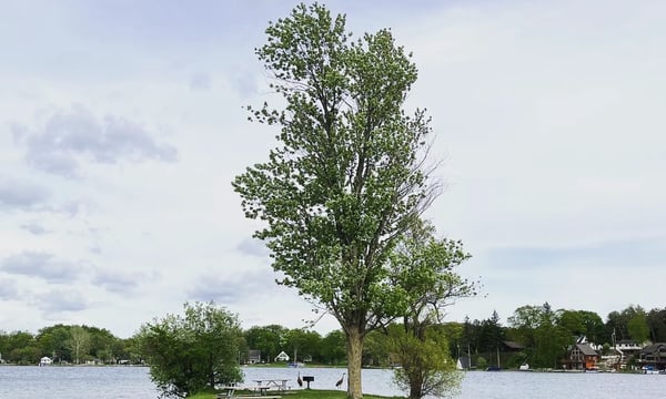 Issue#12 多重想象——夏日协同写作3 ：《忧郁的热带》