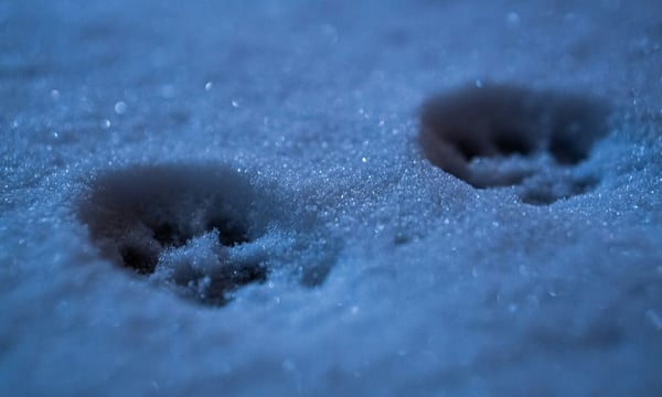 算法暴政下，我决定让猫统治手机