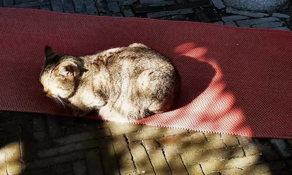 Semi-paranoid #2 过载的不只是信息，还有知识和功能