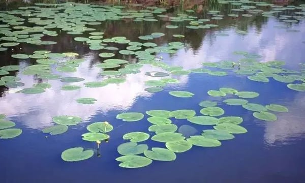 那片适合创新的池塘