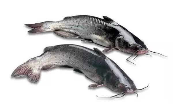 再论团队与鲶鱼