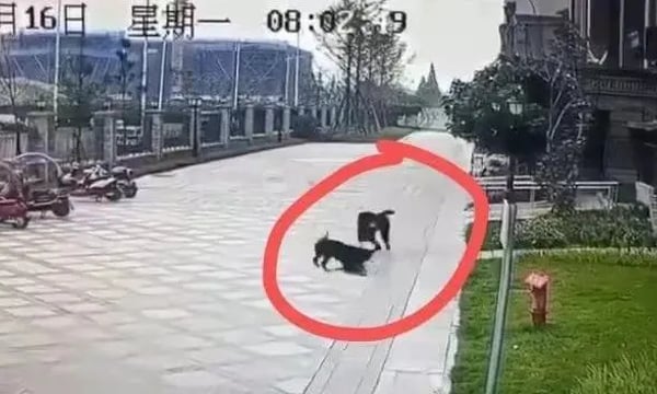 执法不严是恶犬伤人的根本原因