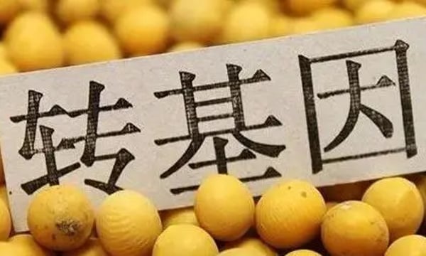 小崔啊，国产转基因大豆合法上市啦！