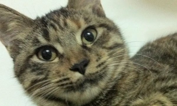 说说我的老同事，前端大神程劭非