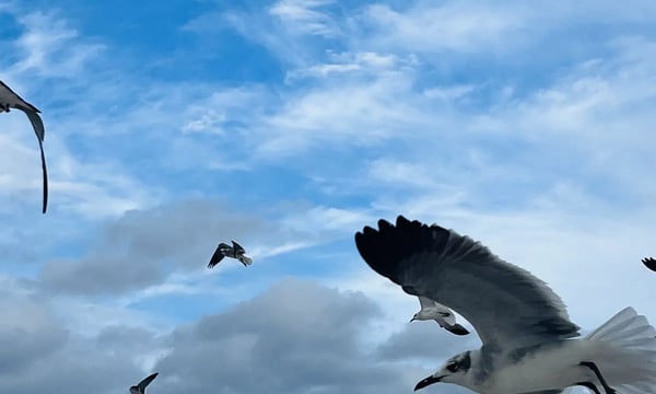 Semi-paranoid #37 与图书馆管理员的对话和一些推荐