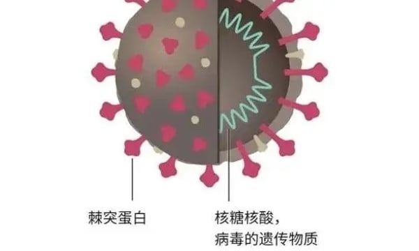 为啥中国没有很快开发出新冠mRNA疫苗？