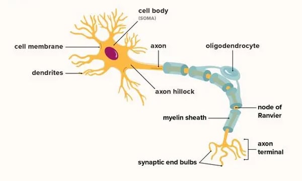 20231225 重塑大脑