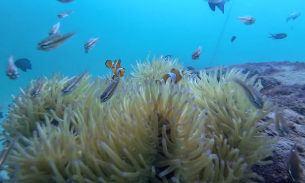 Day 15 | 杂谈之赶海与潜水操作指南