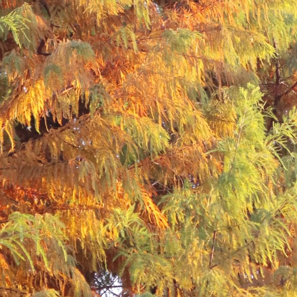 14: 在学着像树一样缓慢而坚定地生长了｜曲率飞船newsletter
