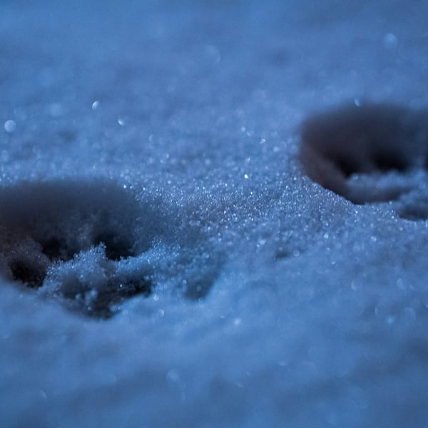 Catflage: The Ultimate Hack Against Algorithmic Control