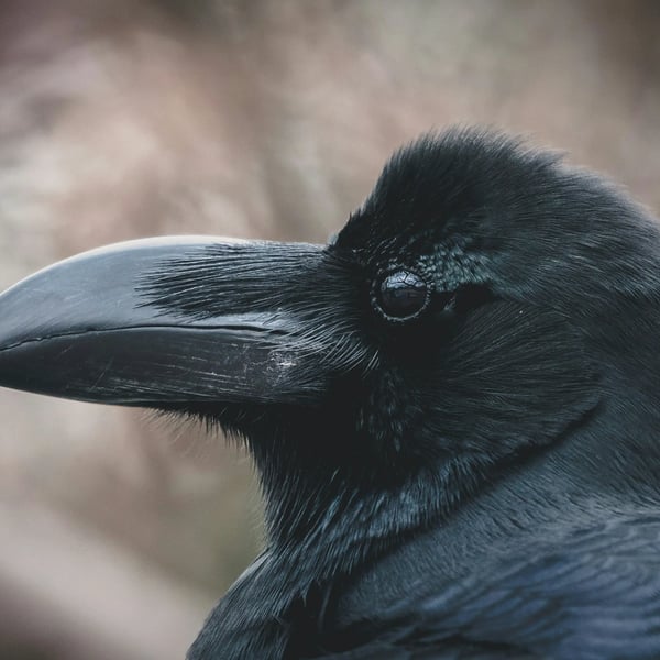 Carrion Crow