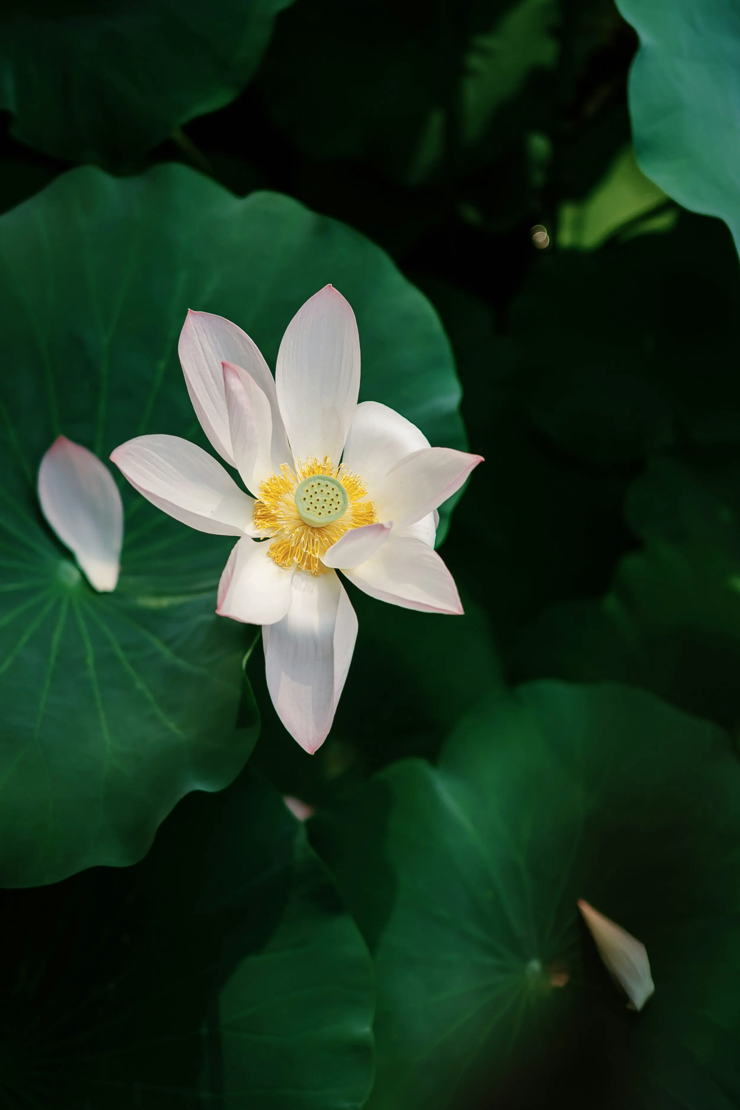 Best of book 8：《The Psychology of Money》