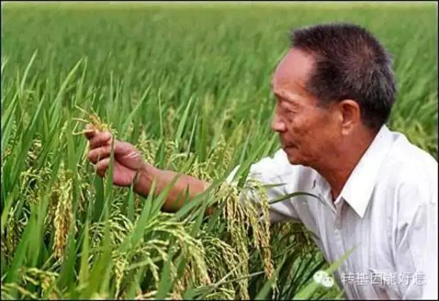 袁隆平一走，谁还关心粮食呢？