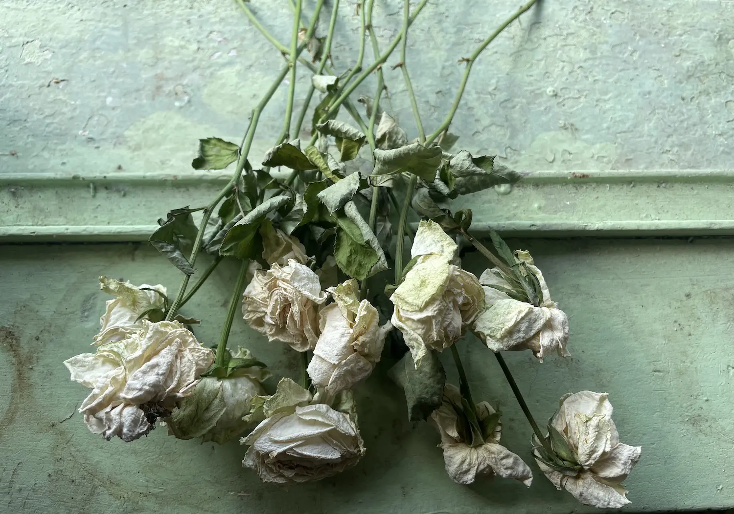 魔都封城日志｜六月如蝴蝶般颤动