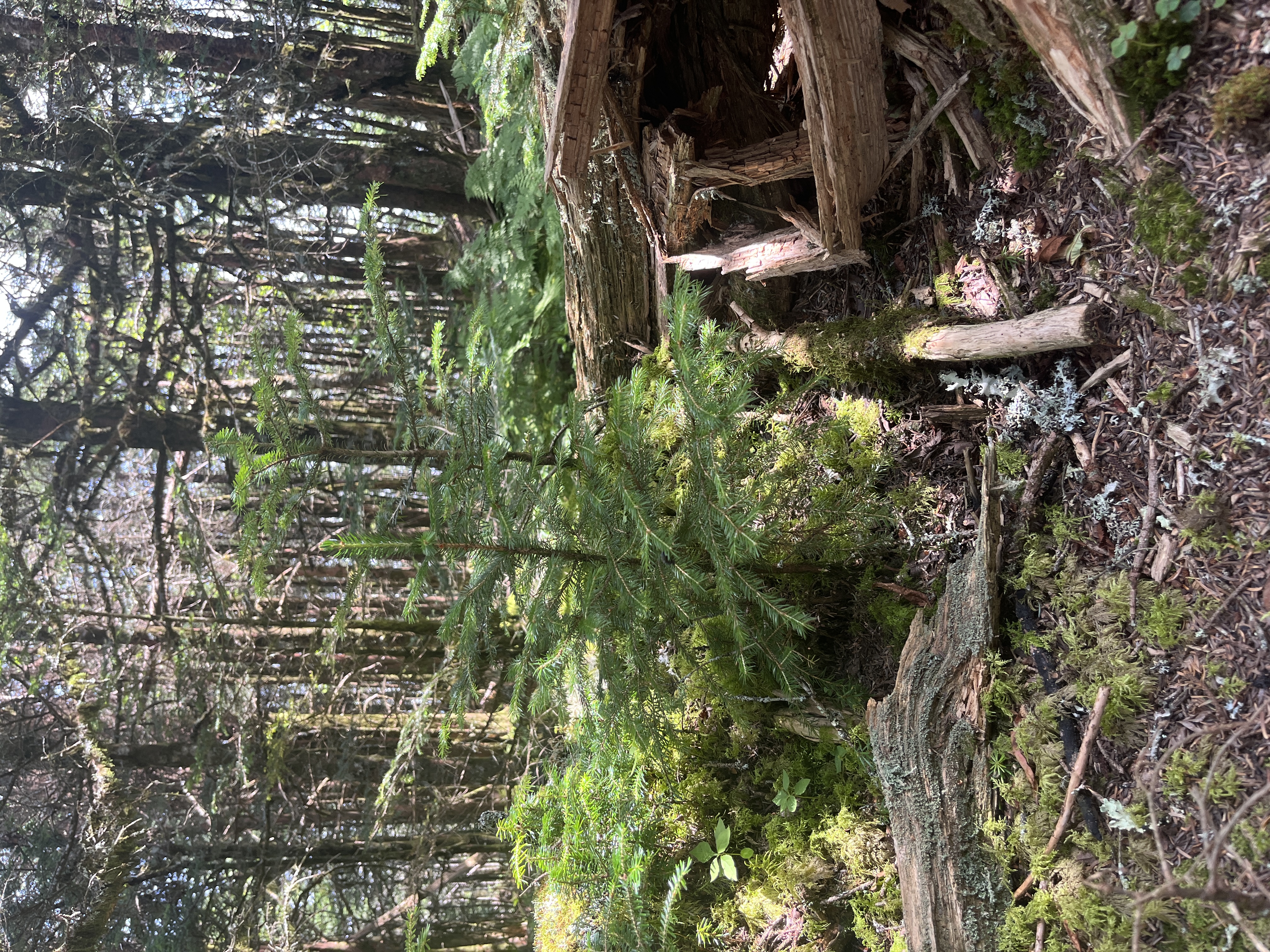 An image to describe post