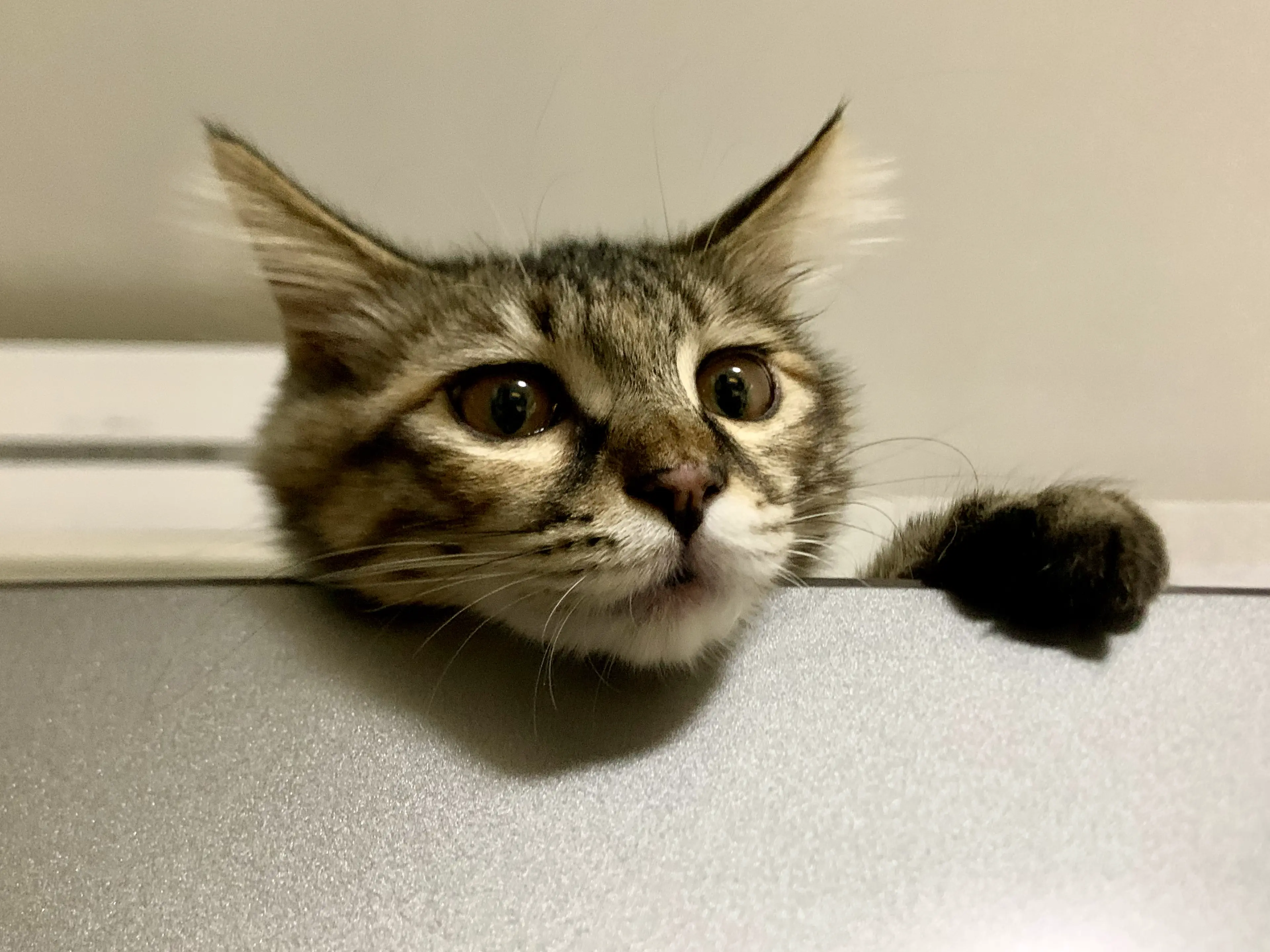 An image to describe post