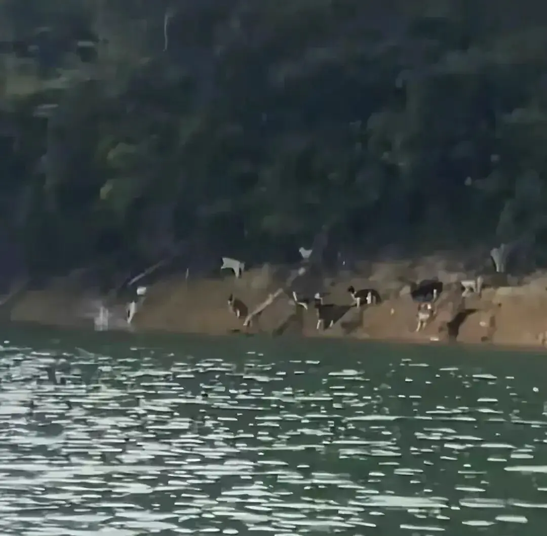 An image to describe post