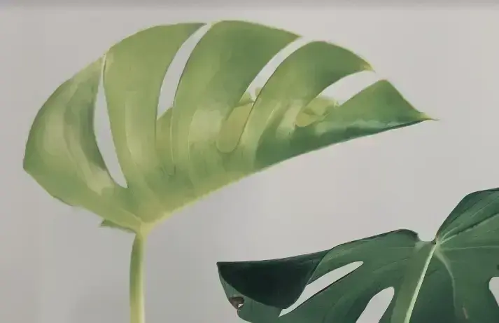 An image to describe post