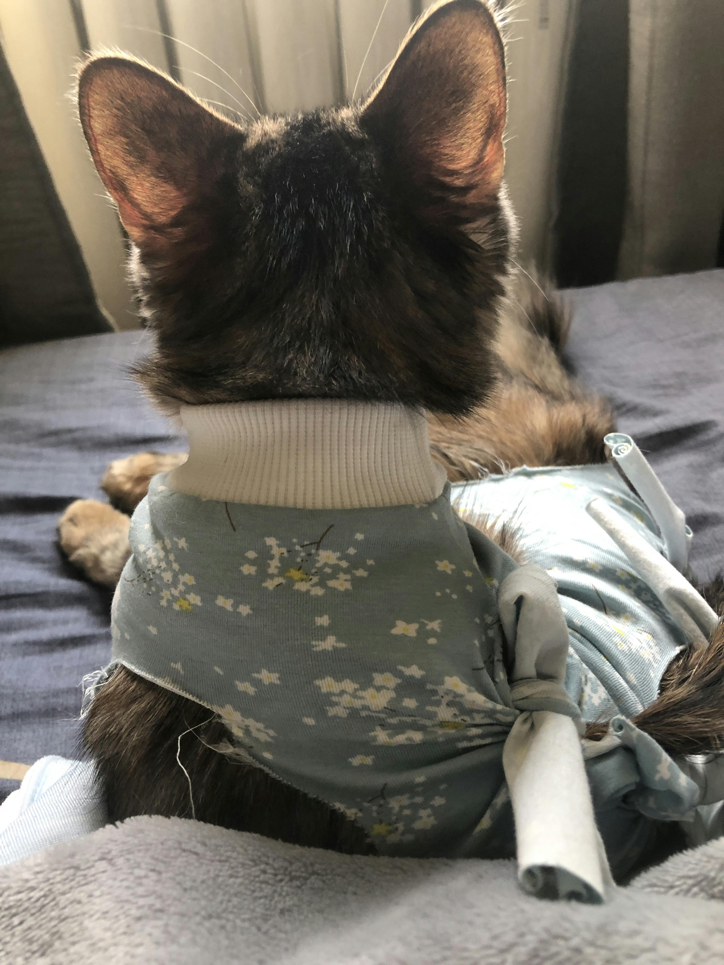 An image to describe post