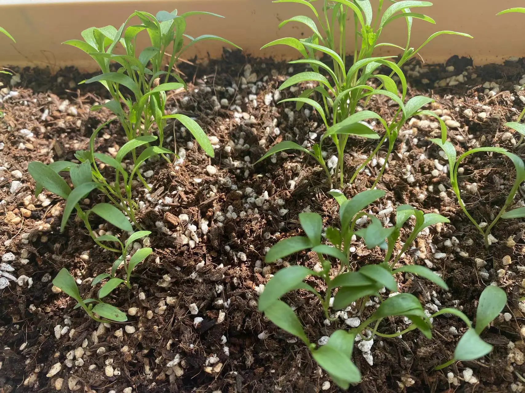 An image to describe post