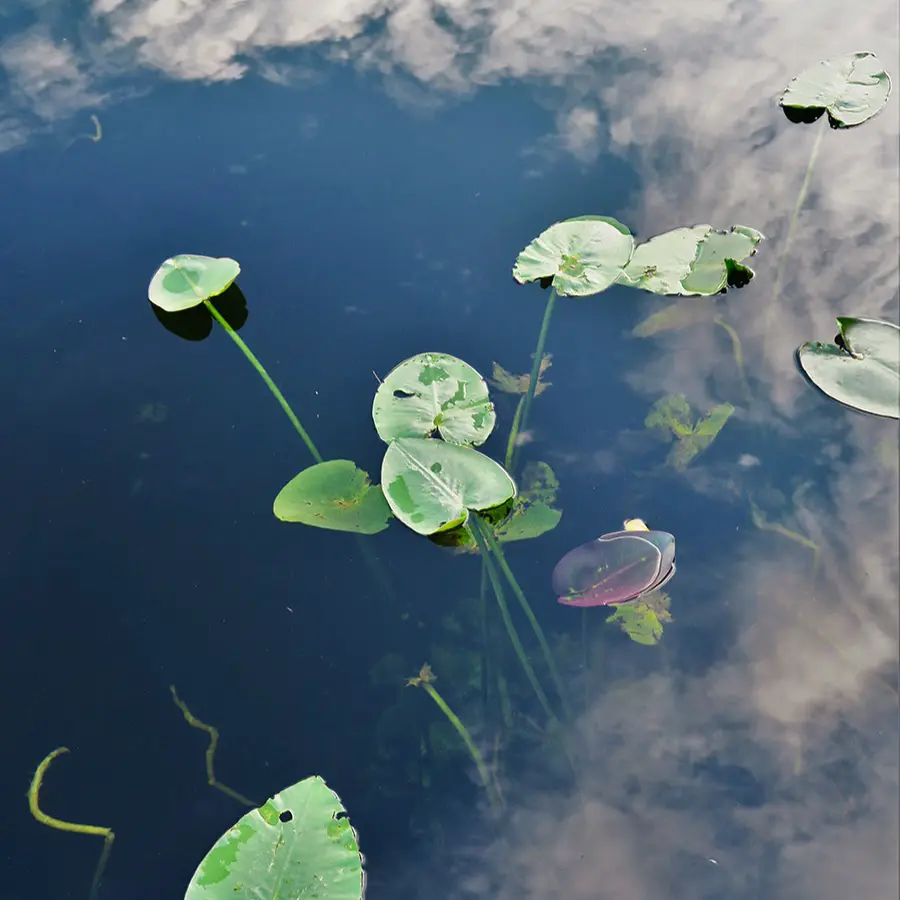 佛教歷史上的今天