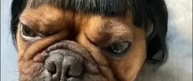 亲俄国还是爱中国？现在可以看出胡锡进的真心了