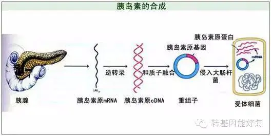 An image to describe post 拒绝转基因，你姥姥能同意么？ | 药品也有转基因