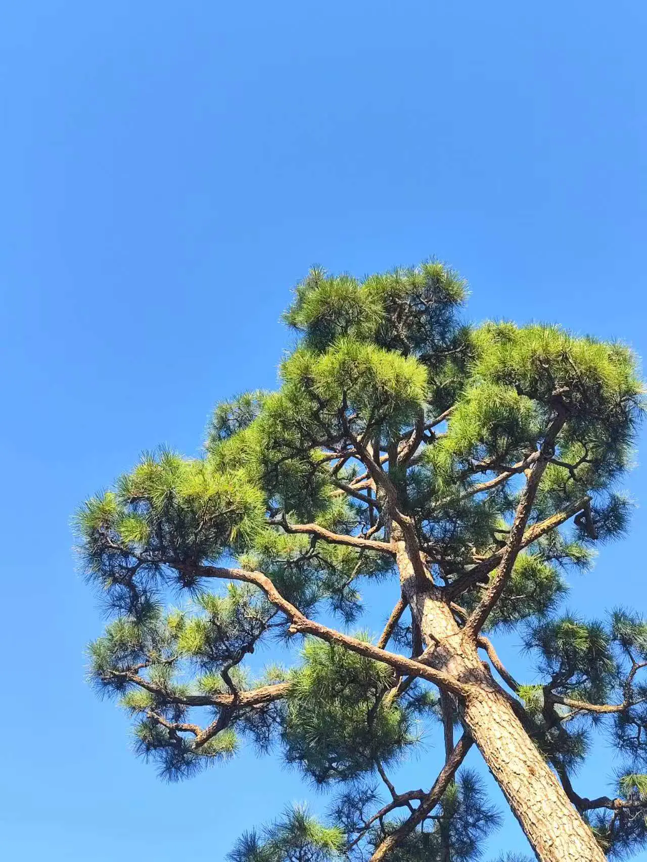 An image to describe post