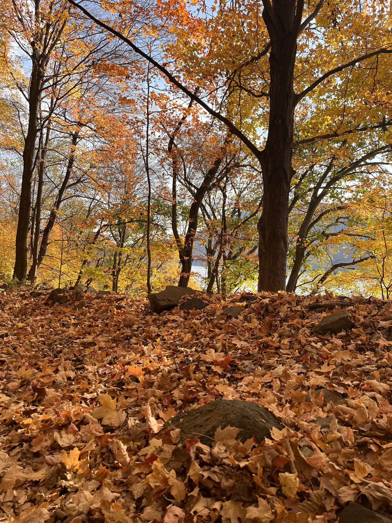 An image to describe post