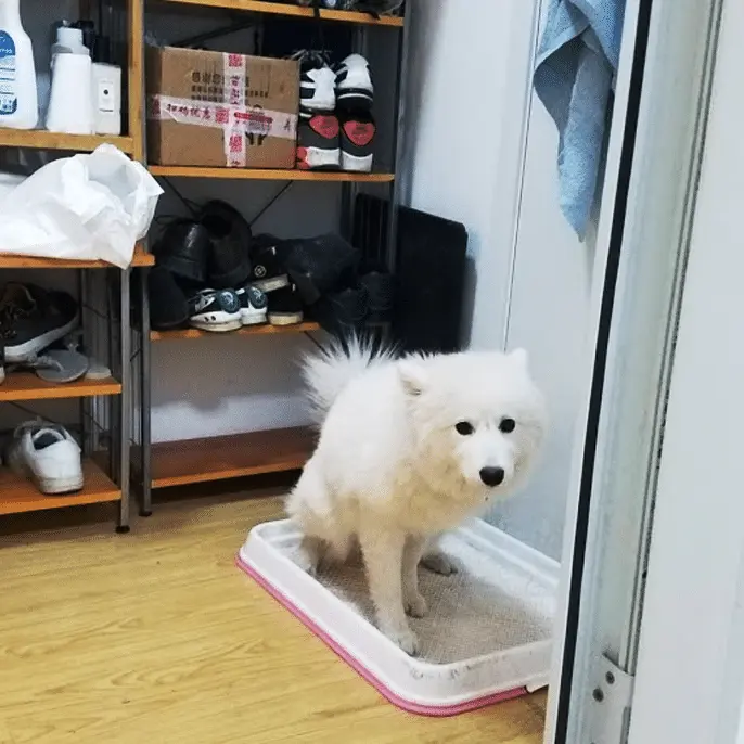 An image to describe post