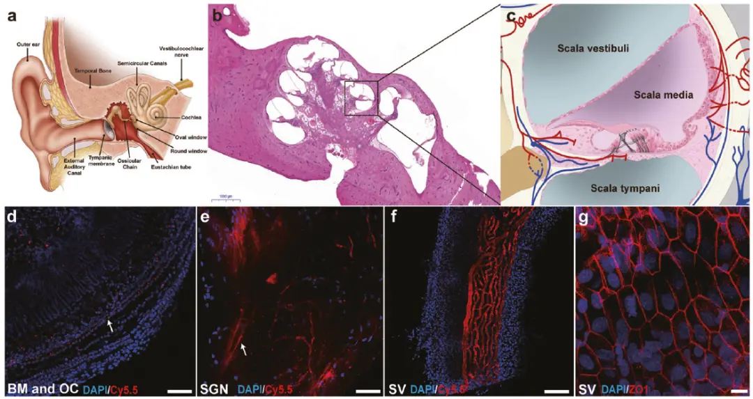 An image to describe post