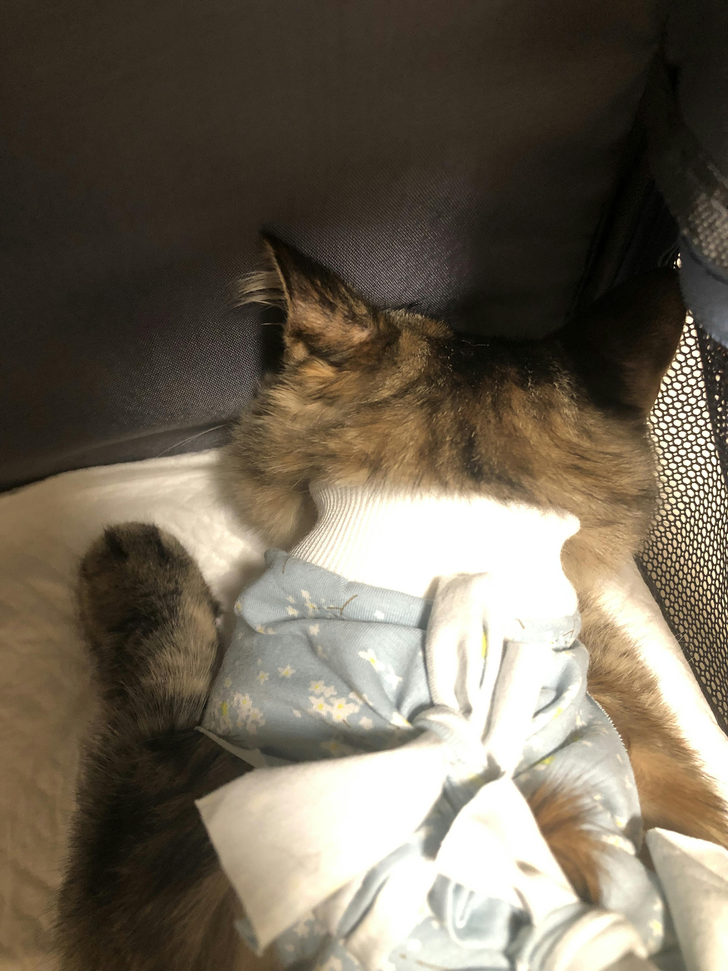 An image to describe post