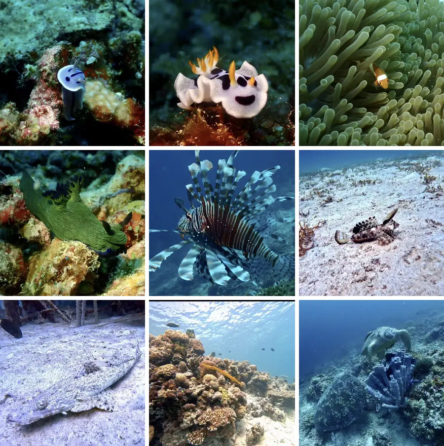 An image to describe 神奇的海底世界~