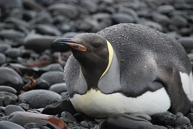 An image to describe post