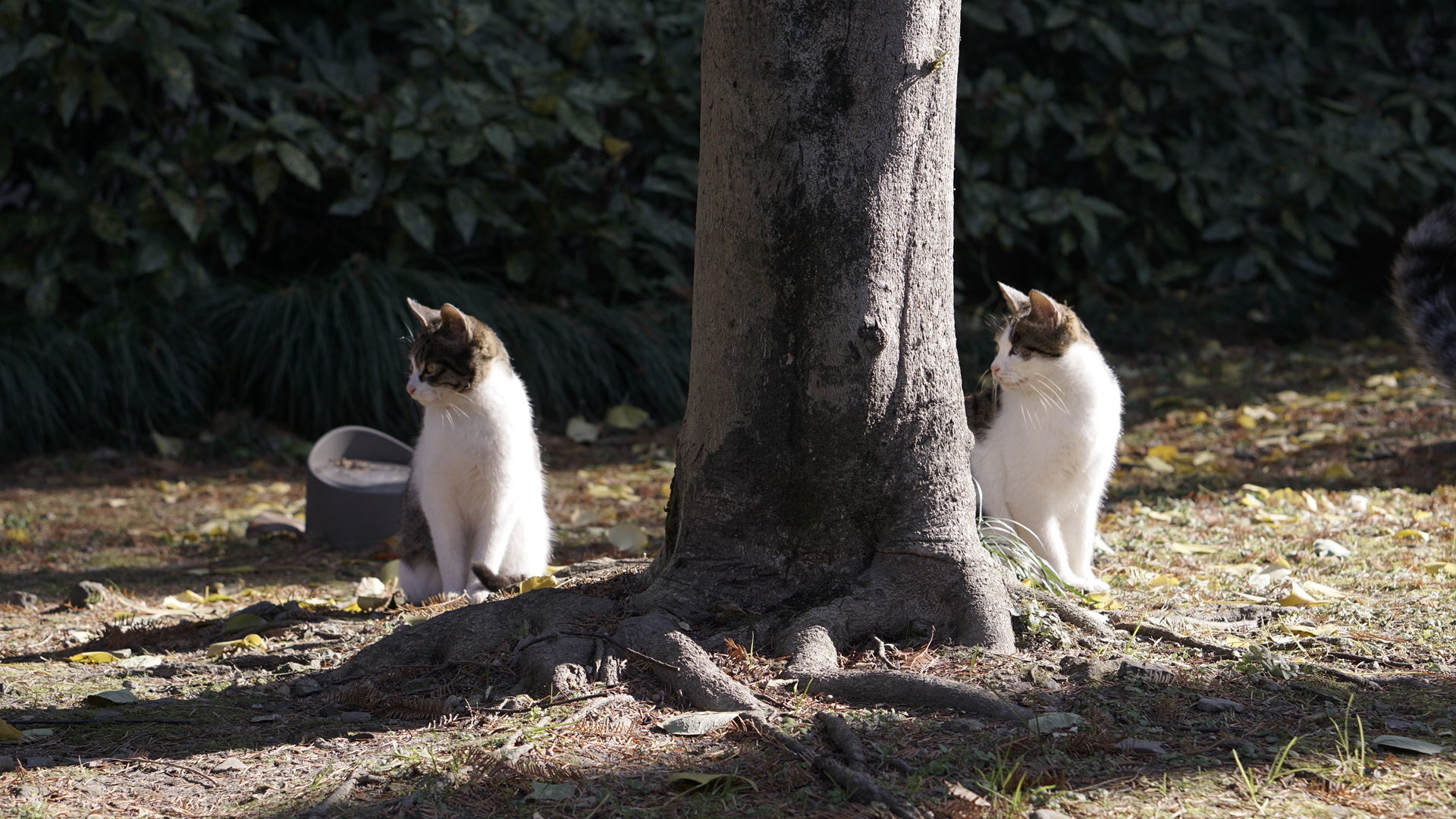 An image to describe post