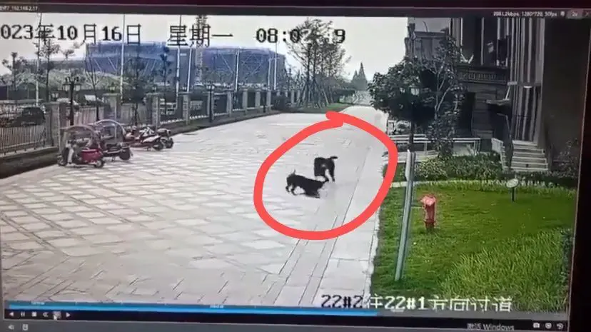 An image to describe post 执法不严是恶犬伤人的根本原因