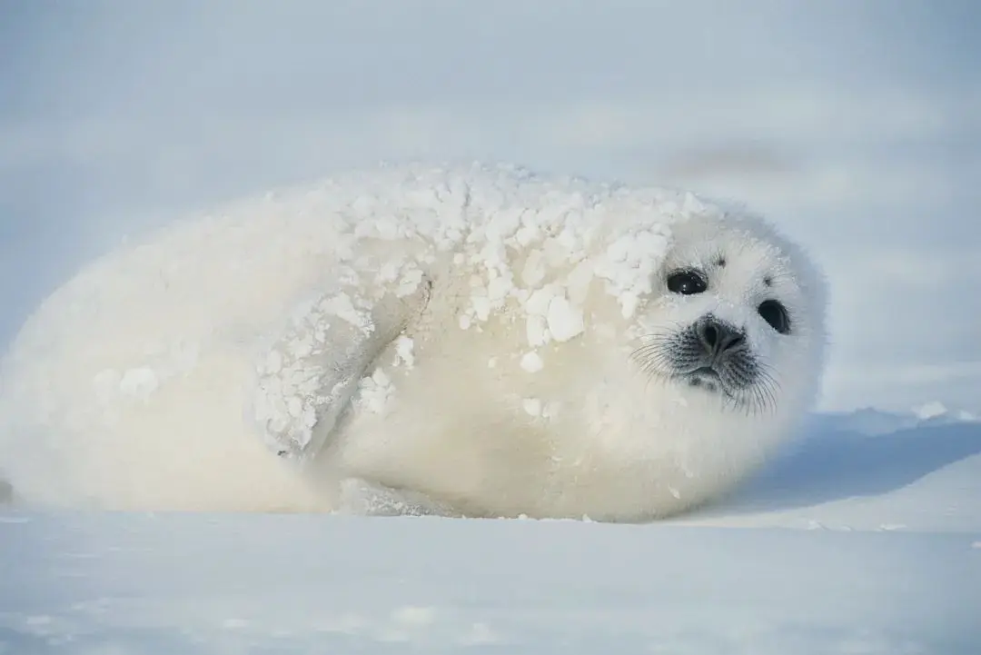 An image to describe post