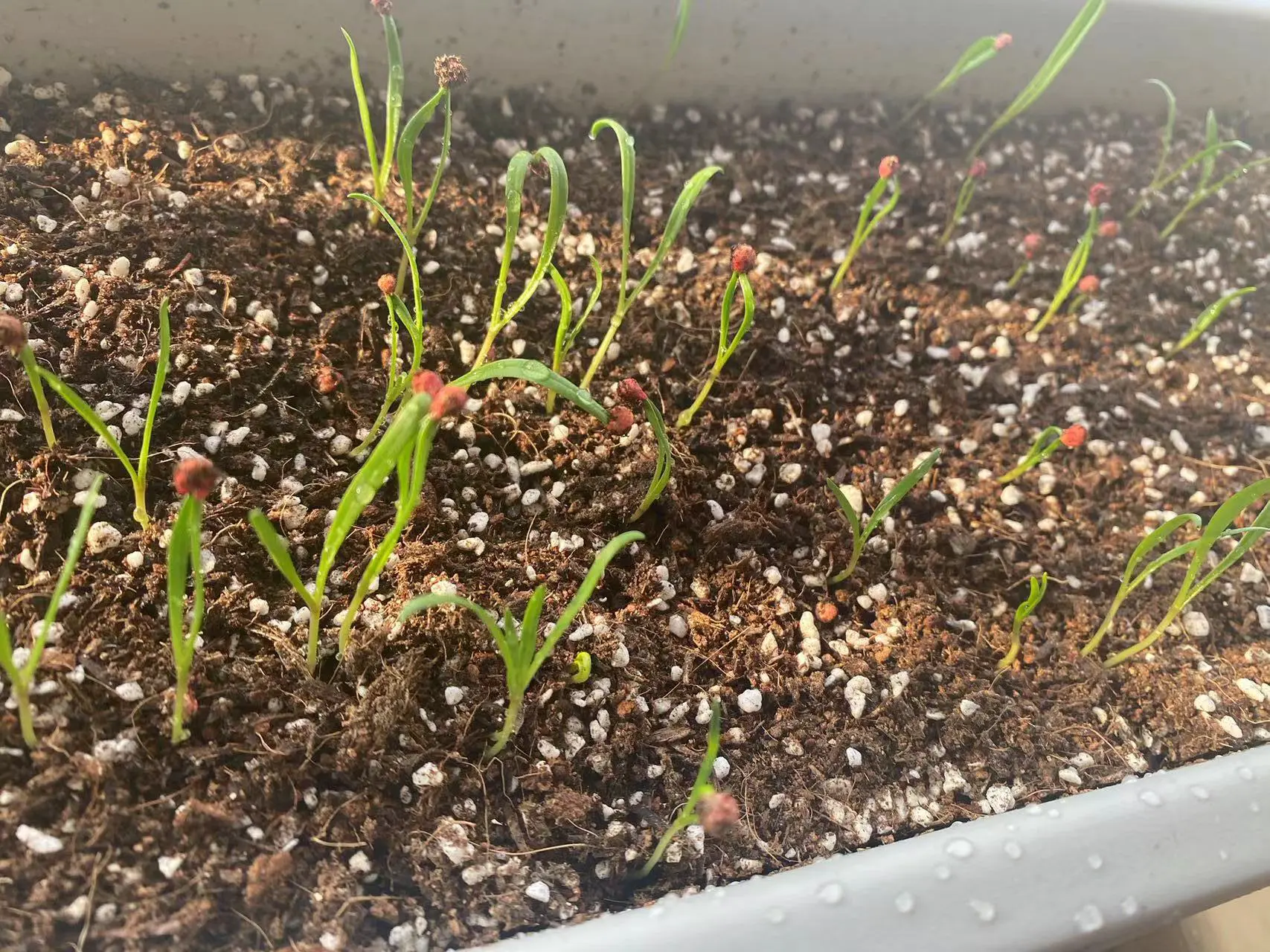 An image to describe post