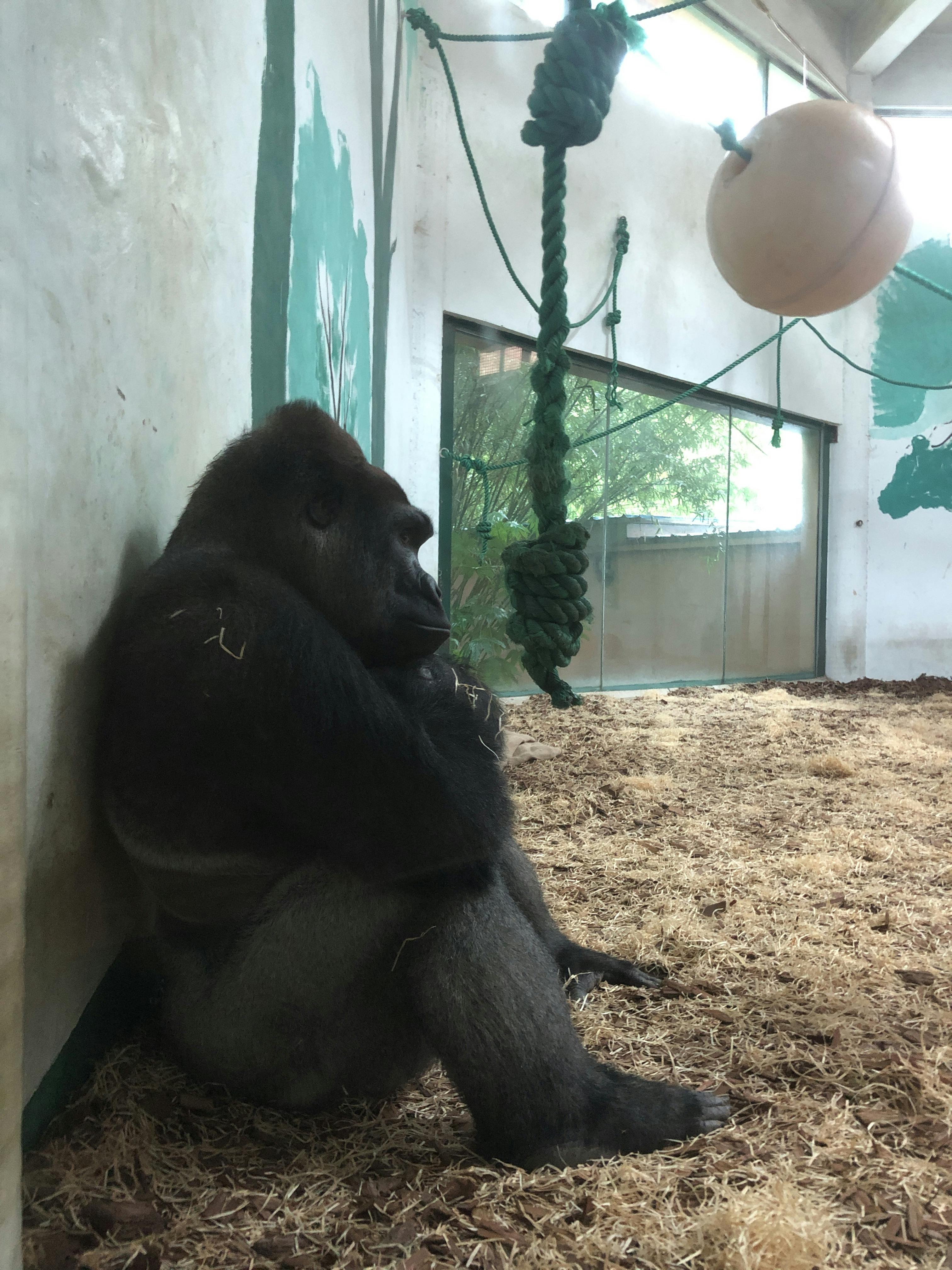 An image to describe post